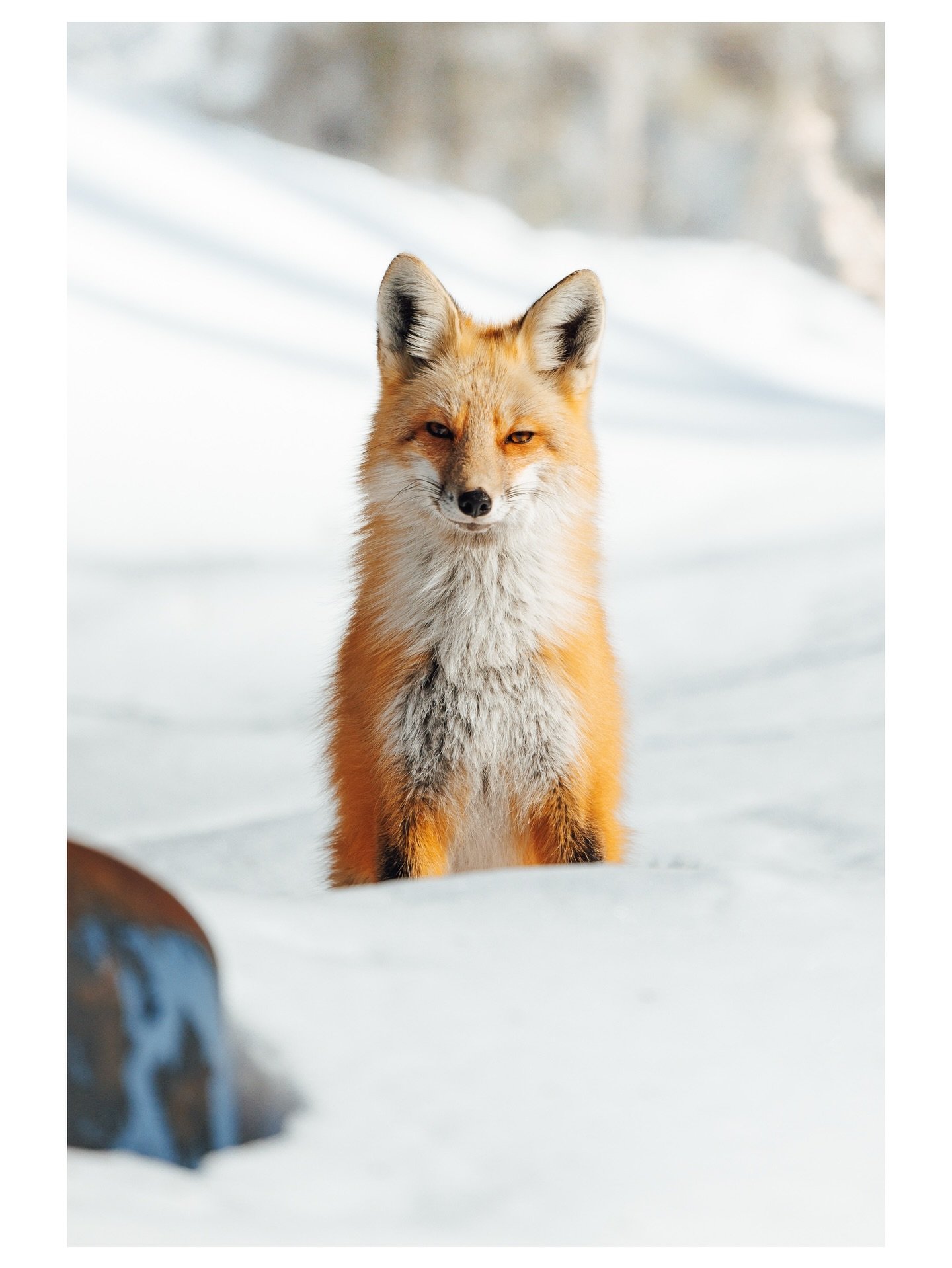 Seems like everybody loved seeing the 🦊 so this will have a permanent spot on the grid 😊

#fox #wildlifephotographer #upnorth