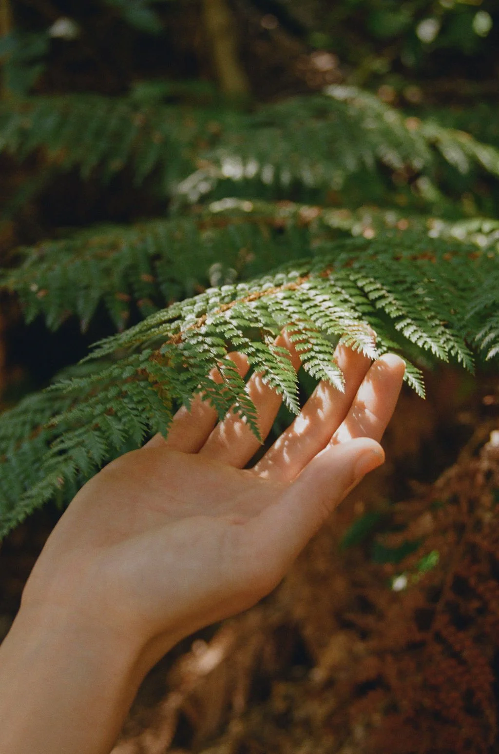A hand gently touching a green fern leaf in a forest setting.