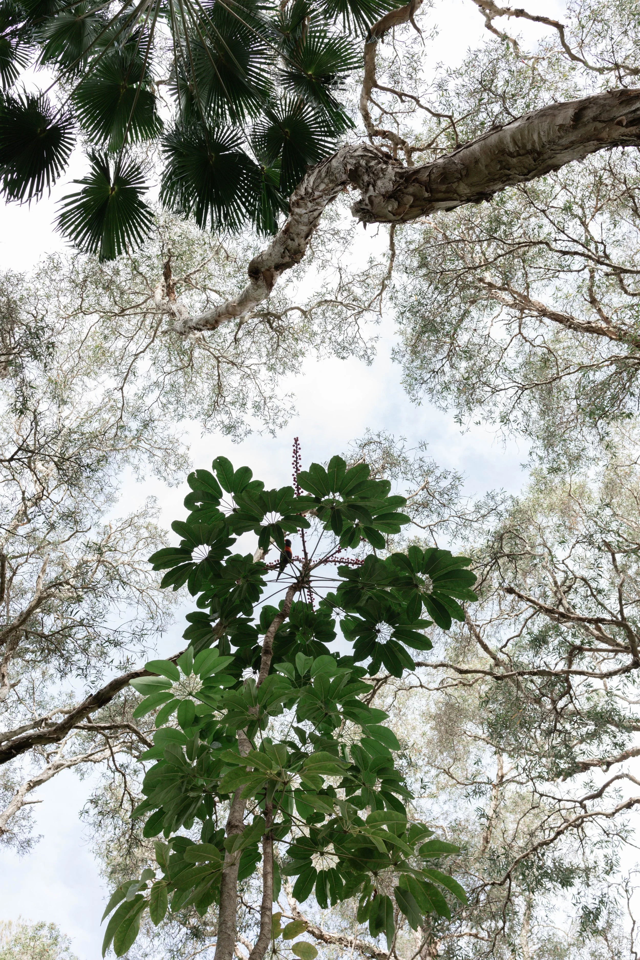Looking up at the trees and sky, showing various leafy tree canopies with a partly cloudy sky visible through the branches.