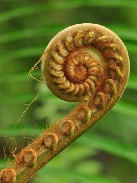 Close-up of a young, unfurled fern fiddlehead with spiraled frond, green background.