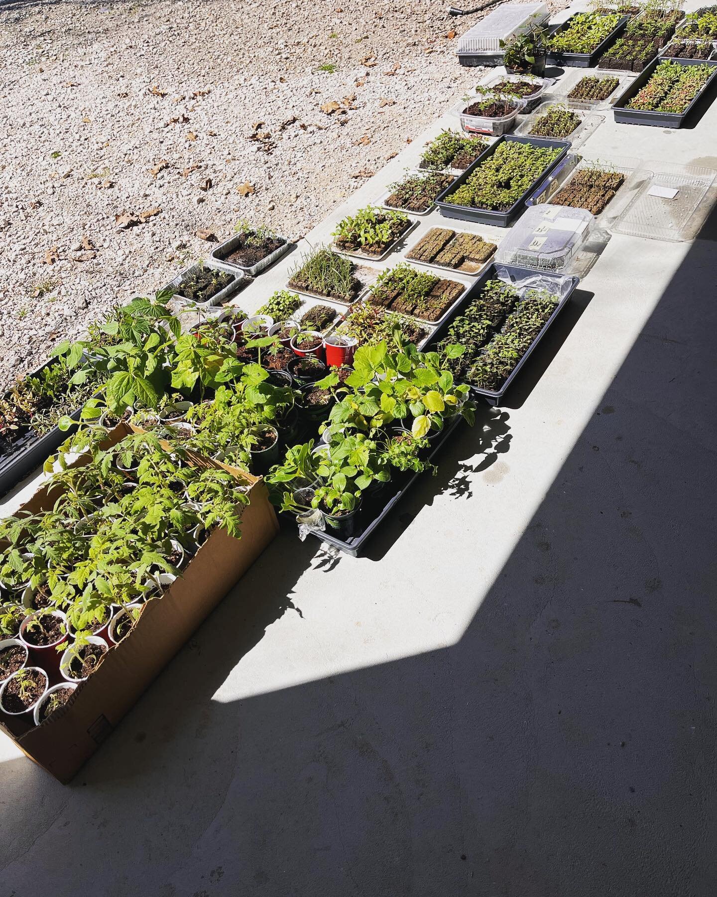 Getting closer 🌸 hardening off is in progress&hellip;
Hardening off is the process of exposing plants that have been grown inside to the outdoor elements. It needs to be done in small increments to ensure they acclimate to being in full sun and wind