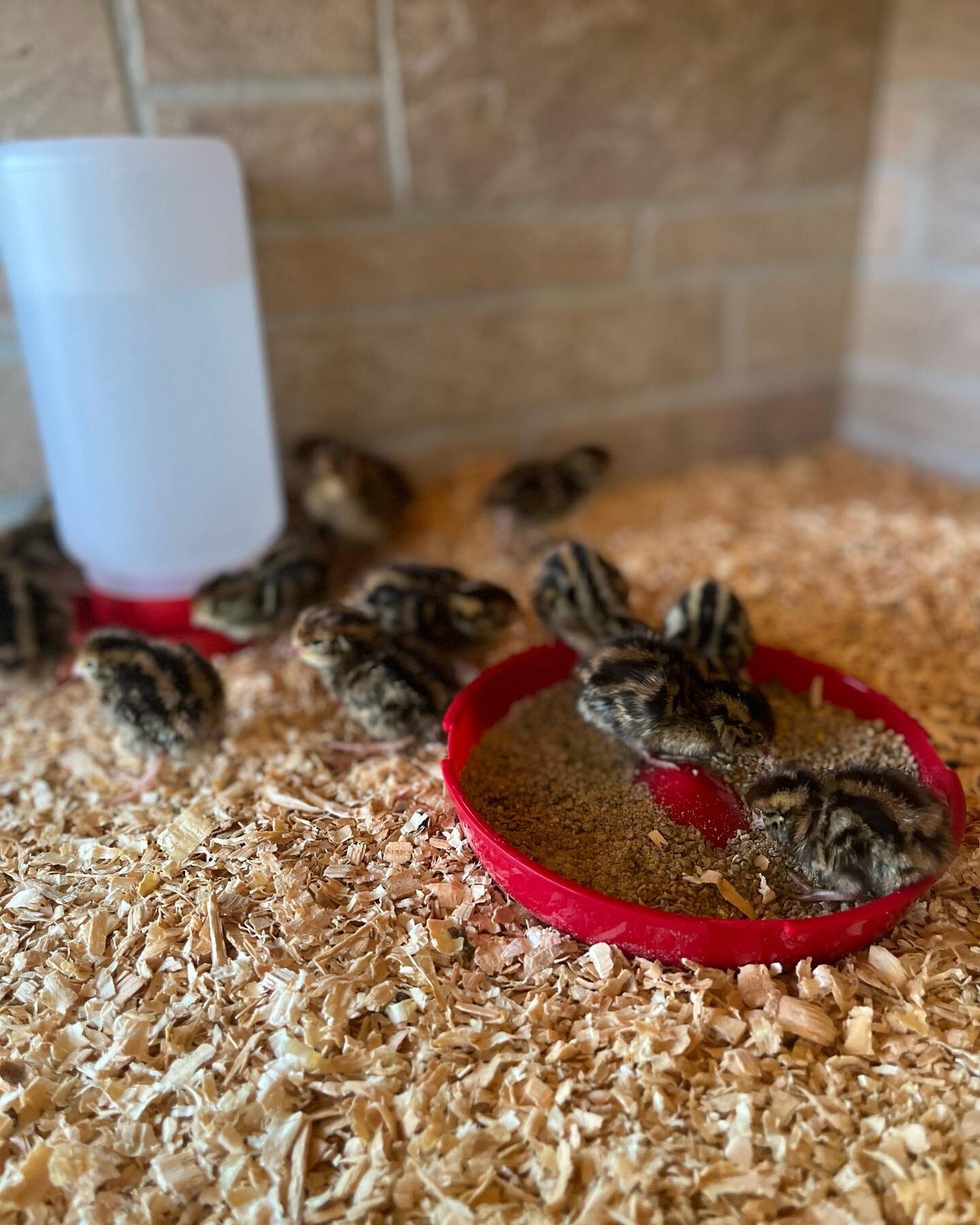 Baby quail! Love all these babies❤️