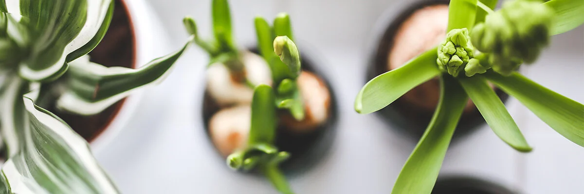 Holistic Spring Renewal Guide