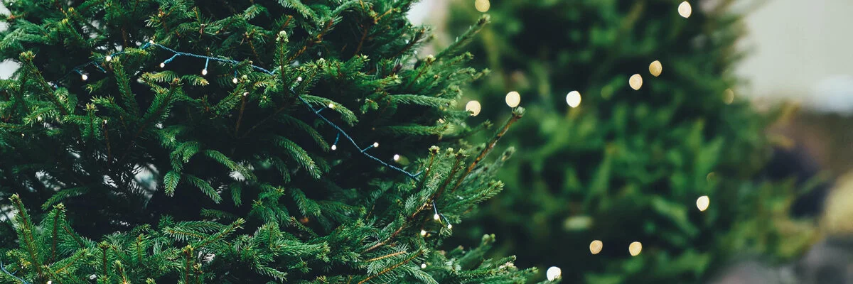 Wellness Gift Giving Guide