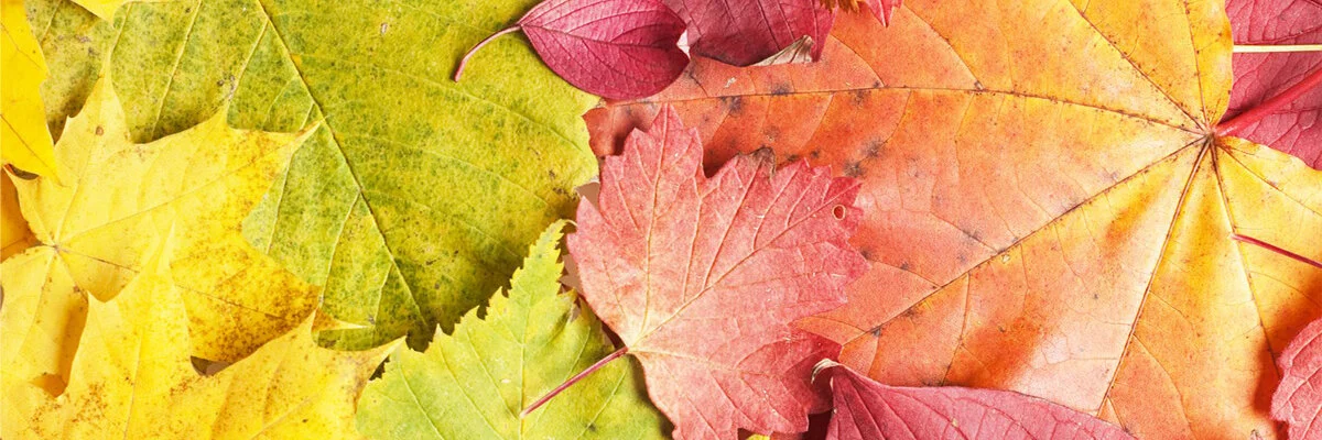 Cultivating Balance, Peace and Serenity through the Seasonal Shifts