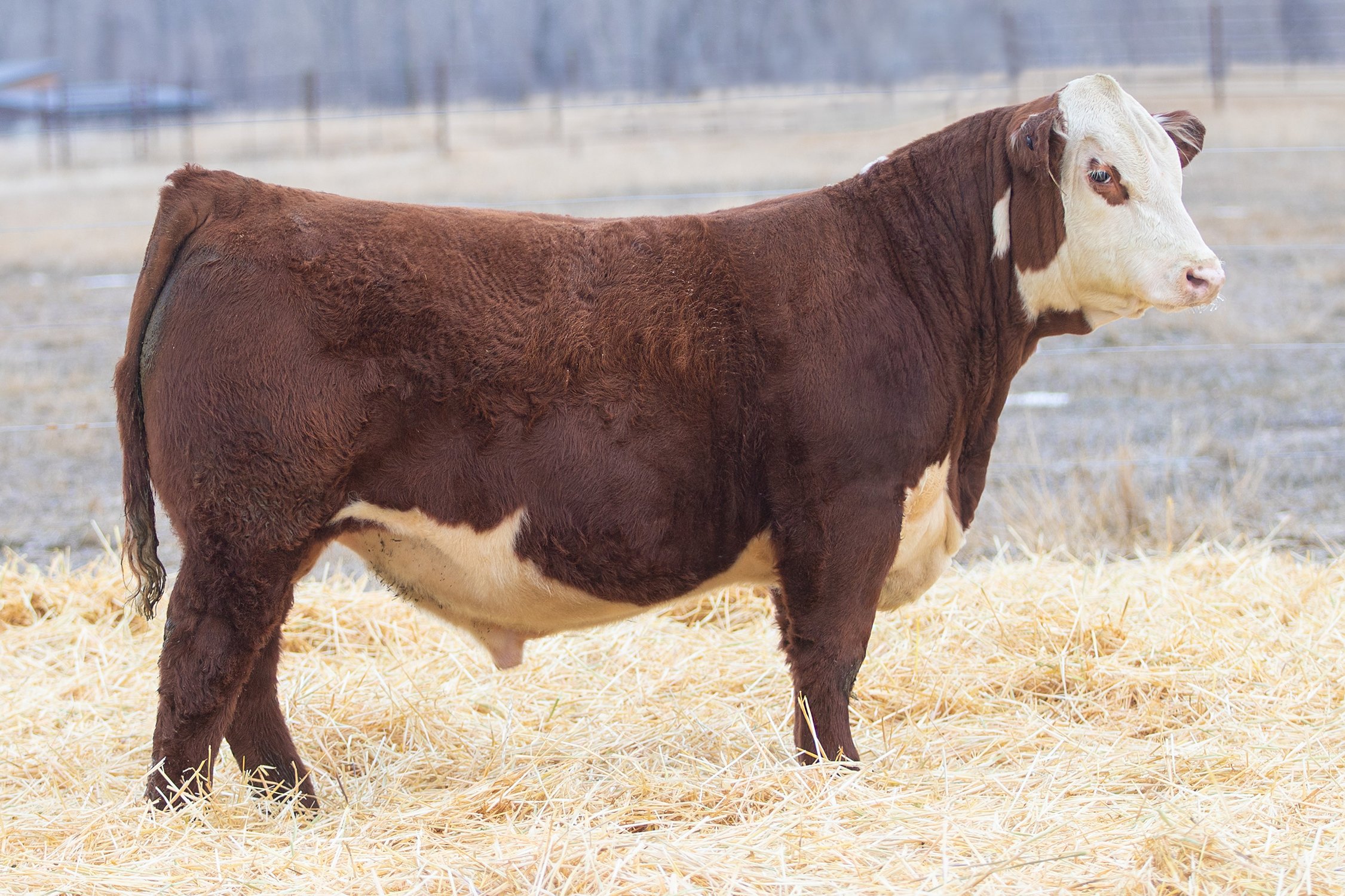 SHR 0121 Sherman 4058 - SOLD Polled • Reg# 44585994 • BD 1/26/24 Churchill W4 Sherman 2157K ET x SHR 7095 Ms Whit 33B 0121