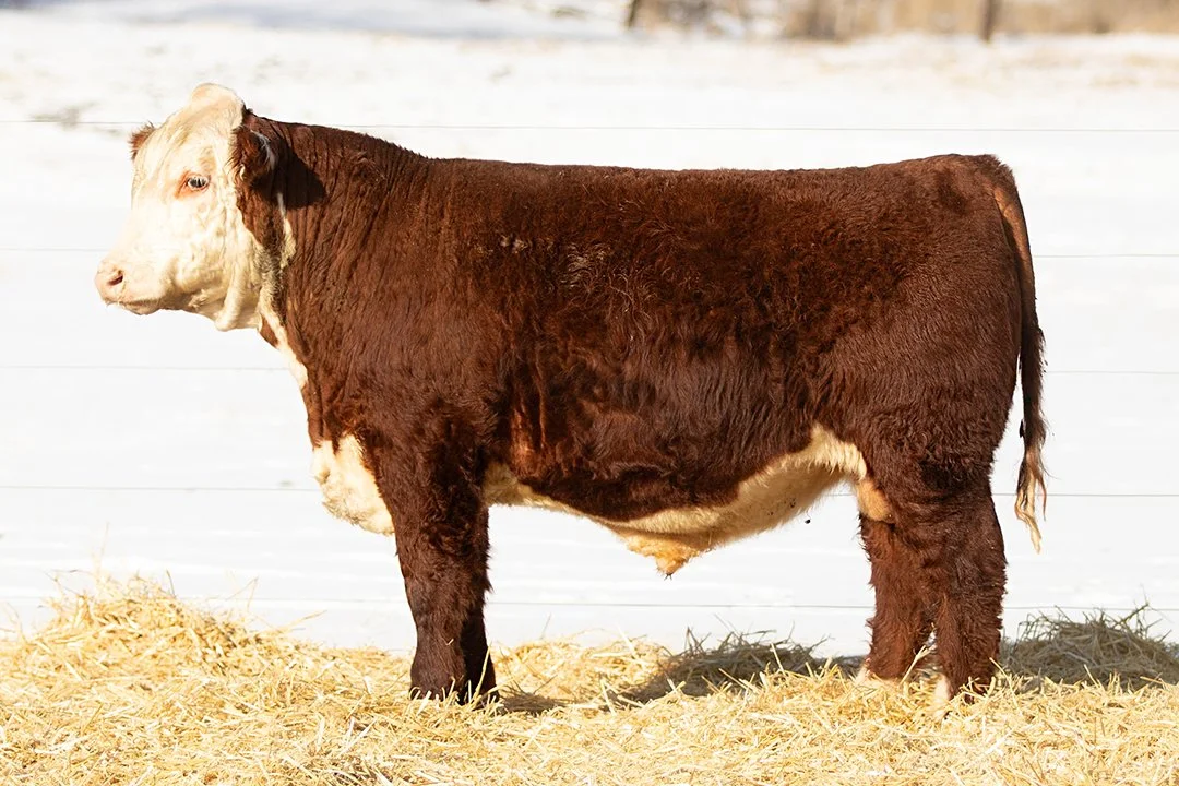 SHR 9057 Big Shot 5058 ET   Polled •   Reg# 44694685   • BD 1/25/25   Churchill Big Shot 1136J ET x SHR 5064 Golden Lady 9057 ET     View Video  