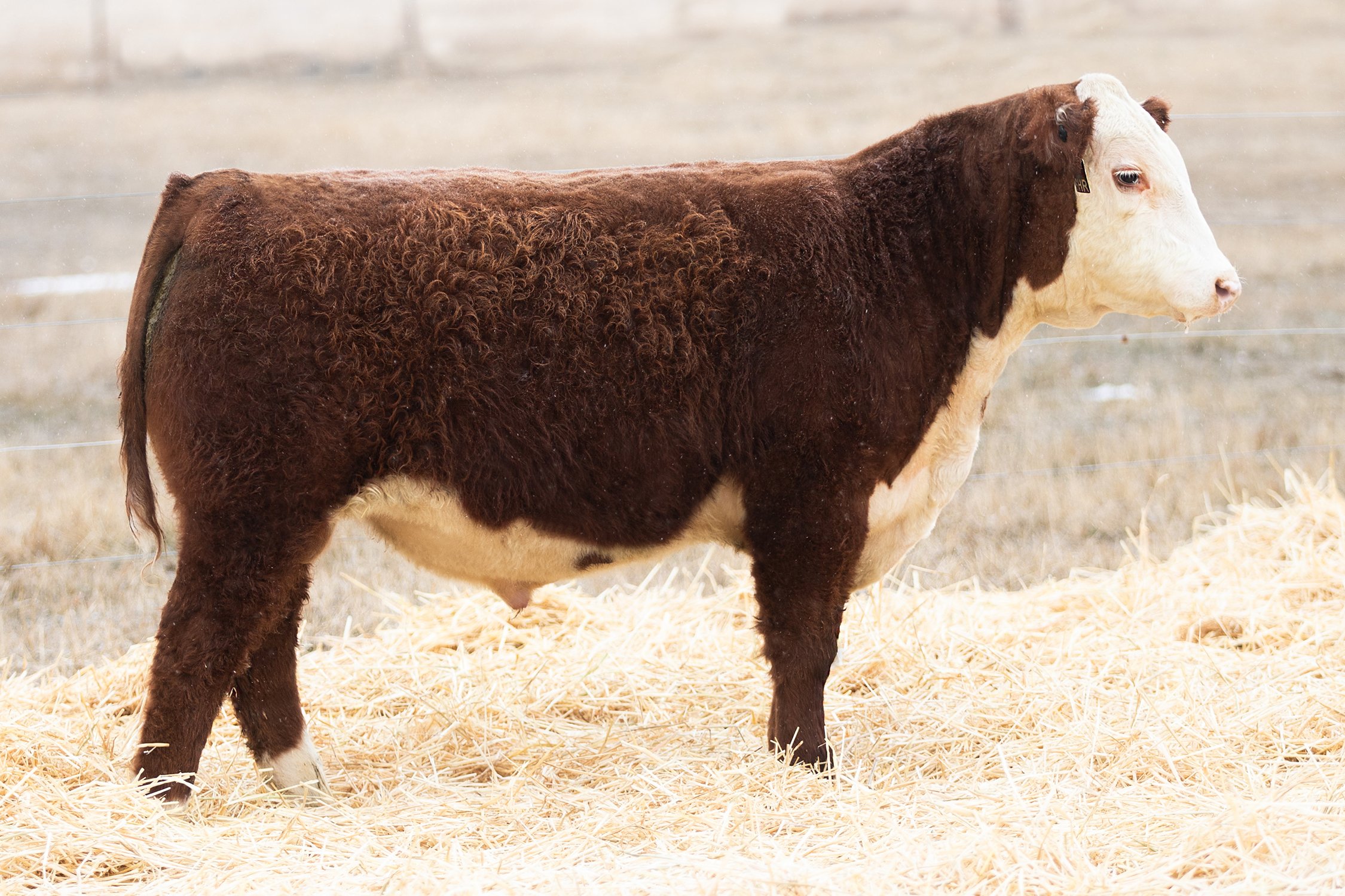 SHR 2098 Manhattan 4053 - SOLD Polled • Reg# 44586087 • BD 1/25/24 Land SHR Manhattan 2029ET x SHR 8078 Ms Sonora 2098