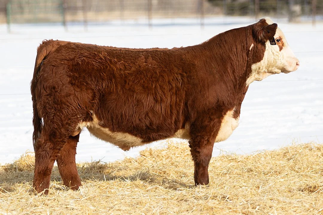 SHR 9047 Arlo 5136   Polled •   Reg# 44686105   • BD 3/1/25   C Arlo 2135 ET x SHR 5129C 513ET Diana 9047     View Video  