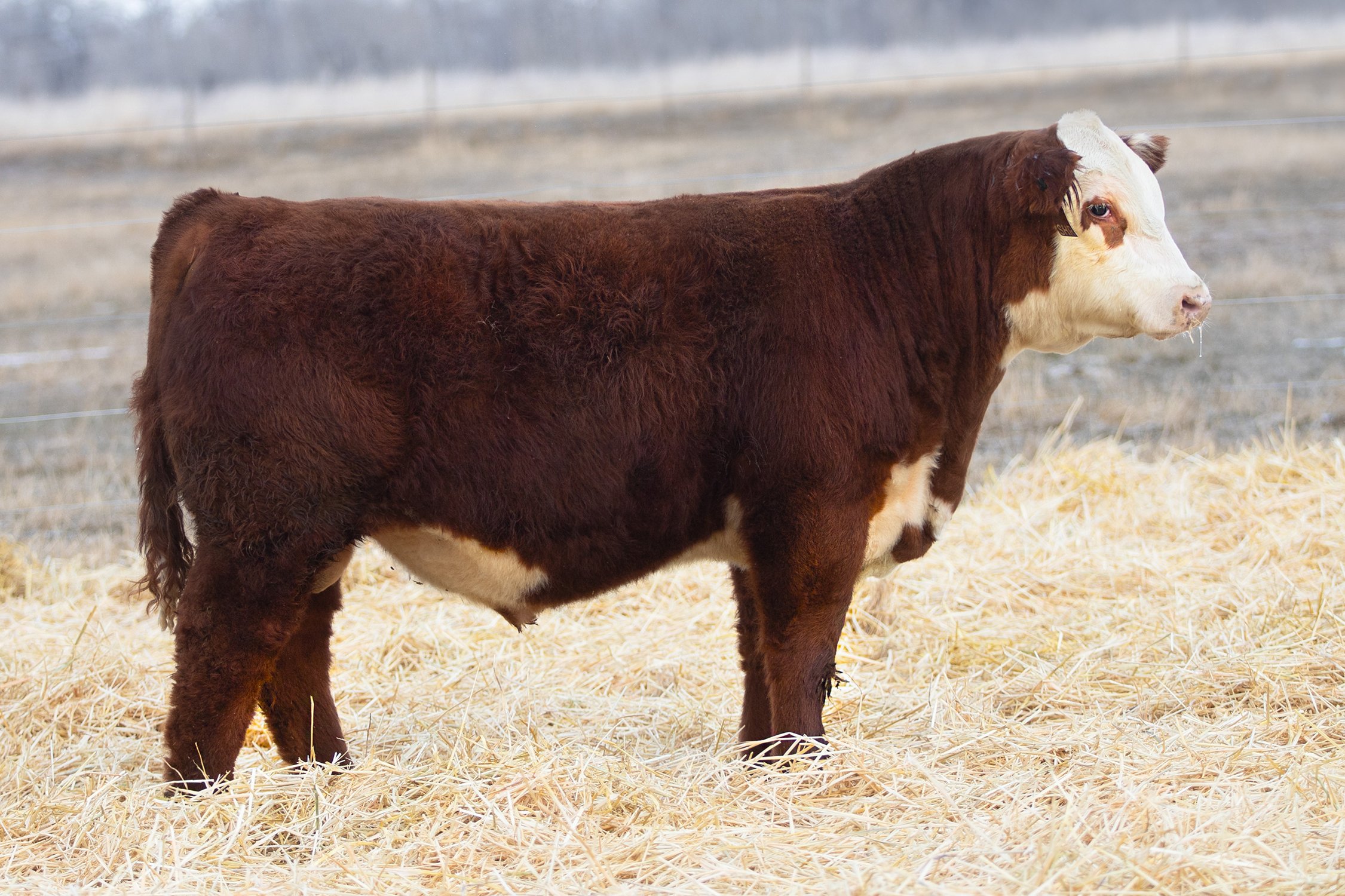 SHR 1093 Ridge 4115 - SOLD Polled • Reg# 44586188 • BD 3/13/24 NJW 66C 254G Ridge 185J x SHR 8086 Ms Rogue 1093