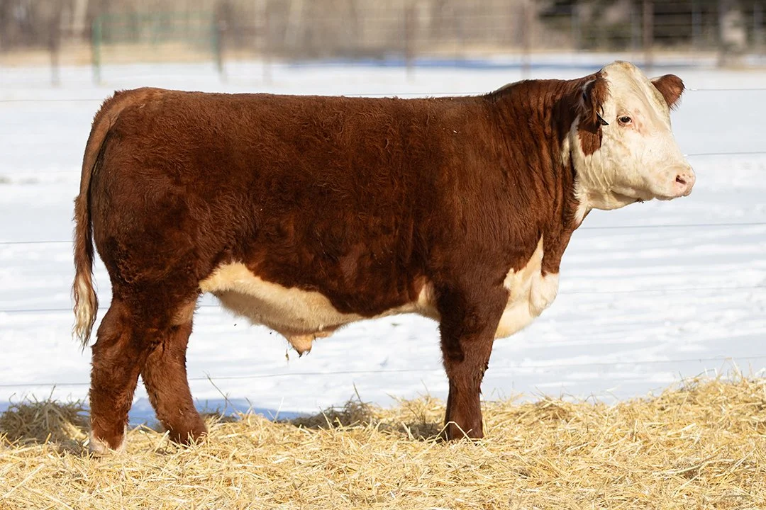 SHR 3068 Manhattan 5063   Polled •   Reg# 44700948   • BD 1/26/25   Land SHR Manhattan 2029ET x SHR 128D Ms Mindful 3068     View Video  