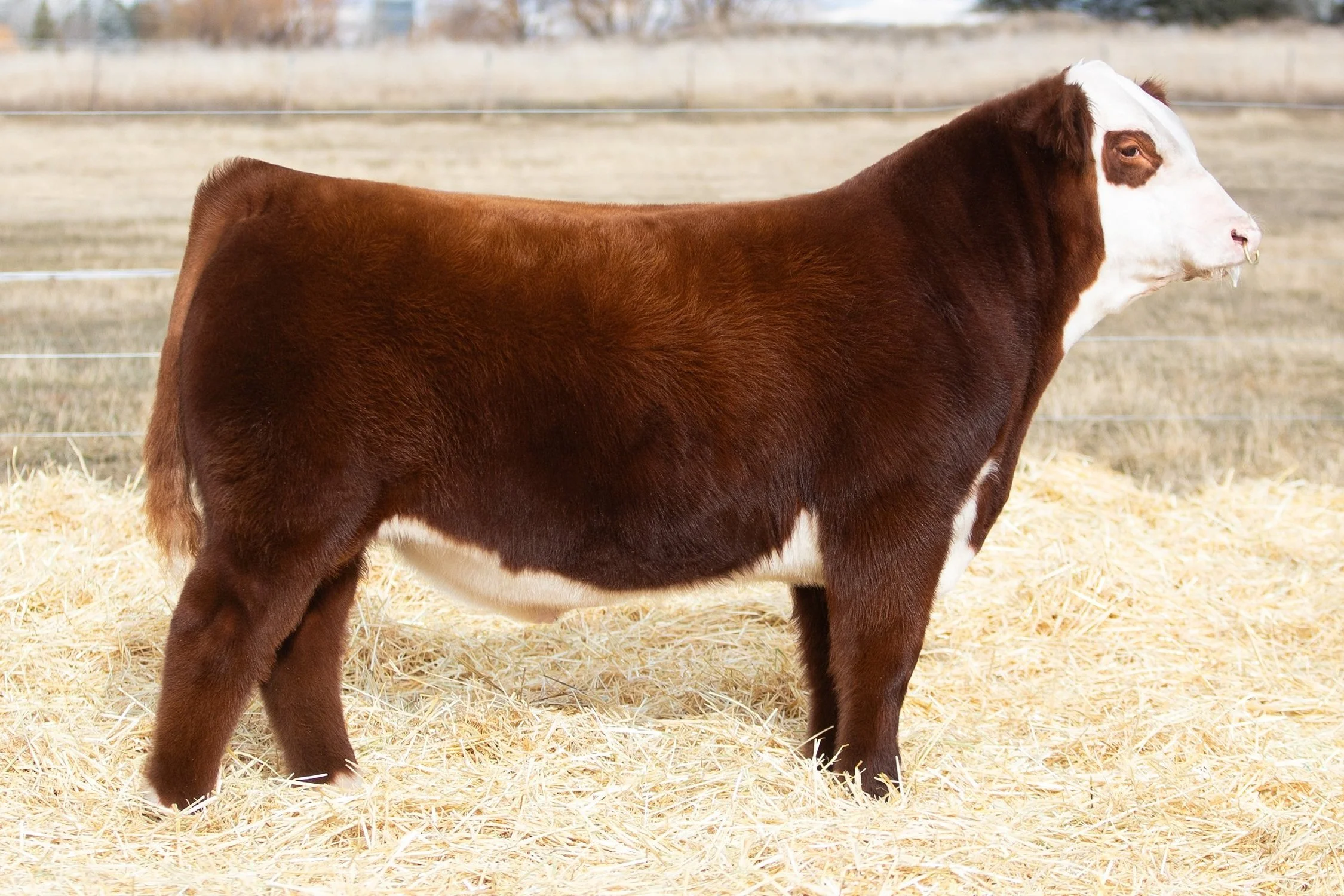 SHR 2094 Manhattan 4046 - SOLD Polled • Reg# 44586170 • BD 1/23/24 Land SHR Manhattan 2029ET x SHR 2094 Manhattan 4046