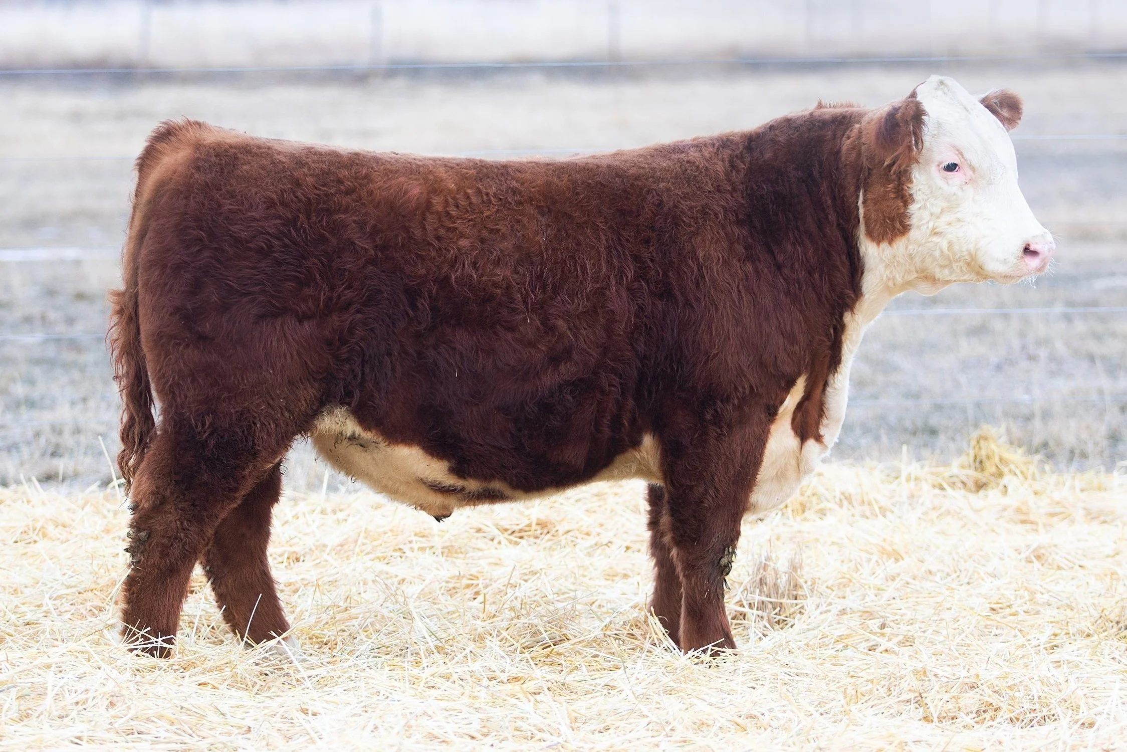 SHR 2006 Pyramid 4043 - SOLD Polled • Reg# Pending • BD 1/22/24 Pyramid DJF Influence 9156 x SHR 2006