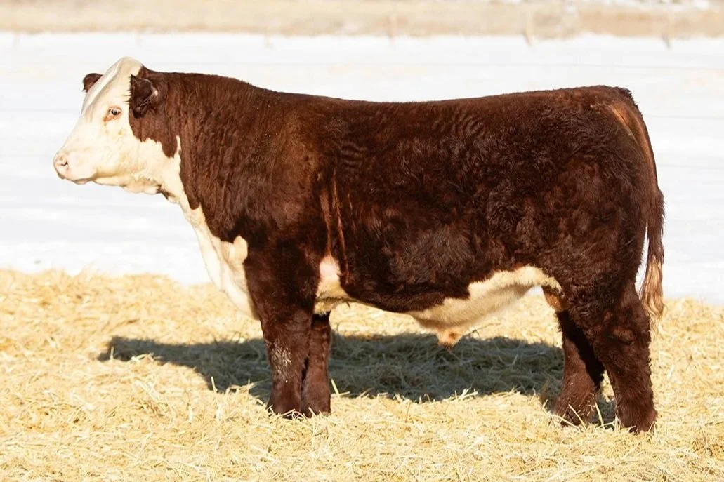 SHR 0081 Steadfast 5050   Polled •   Reg# 44686616   • BD 1/23/25   NJW 202C173DSteadfast 156J x SHR Miss Legacy 33B 0081     View Video  