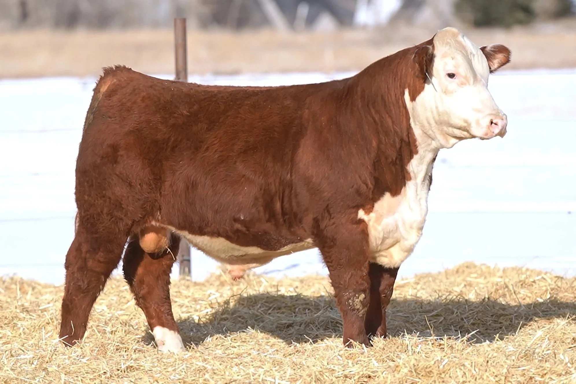SOLD  |  SHR 9057 Paramount 5102   Polled •   Reg# 44682794   • BD 2/8/25   NJW 66C 254G Ridge 185J x SHR 5064 Golden Lady 9057 ET