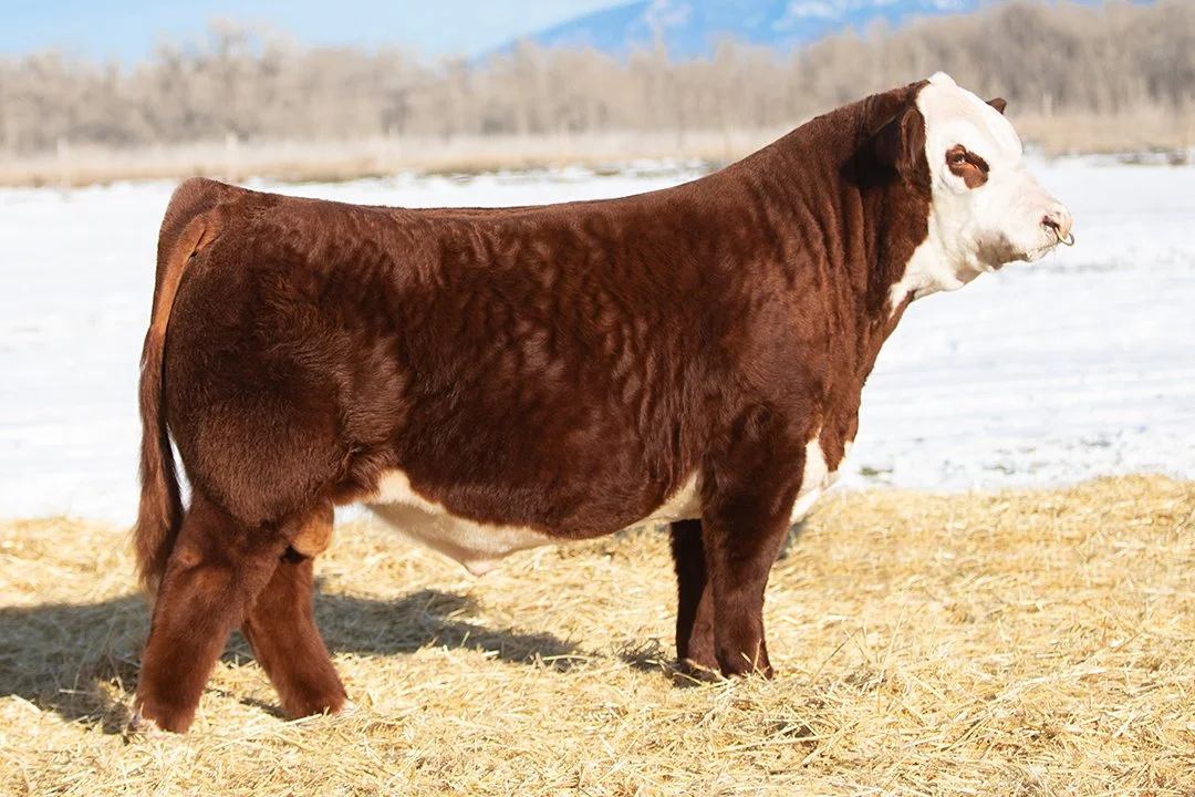 SHR 5129C Heist 5052 ET - SOLD   Polled •   Reg# 44686122   • BD 1/24/25   C Arlo 2135 ET x Sull Diana 5129C ET