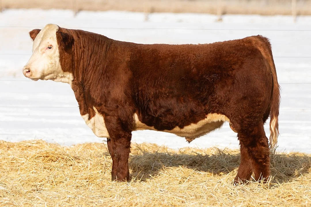 SHR 3085 Rancher 5025   Polled •   Reg# 44693454   • BD 1/20/25   KJ F31 Rancher 763K x SHR High Rollin Rihanna     View Video  