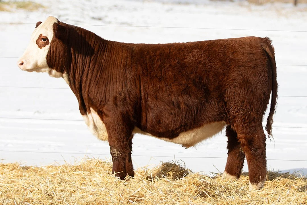 SHR 3102 Manhattan 5134   Polled •   Reg# 44691903   • BD 2/25/25   Land SHR Manhattan 2029ET x SHR Diana Mckee 3102 ET     View Video  