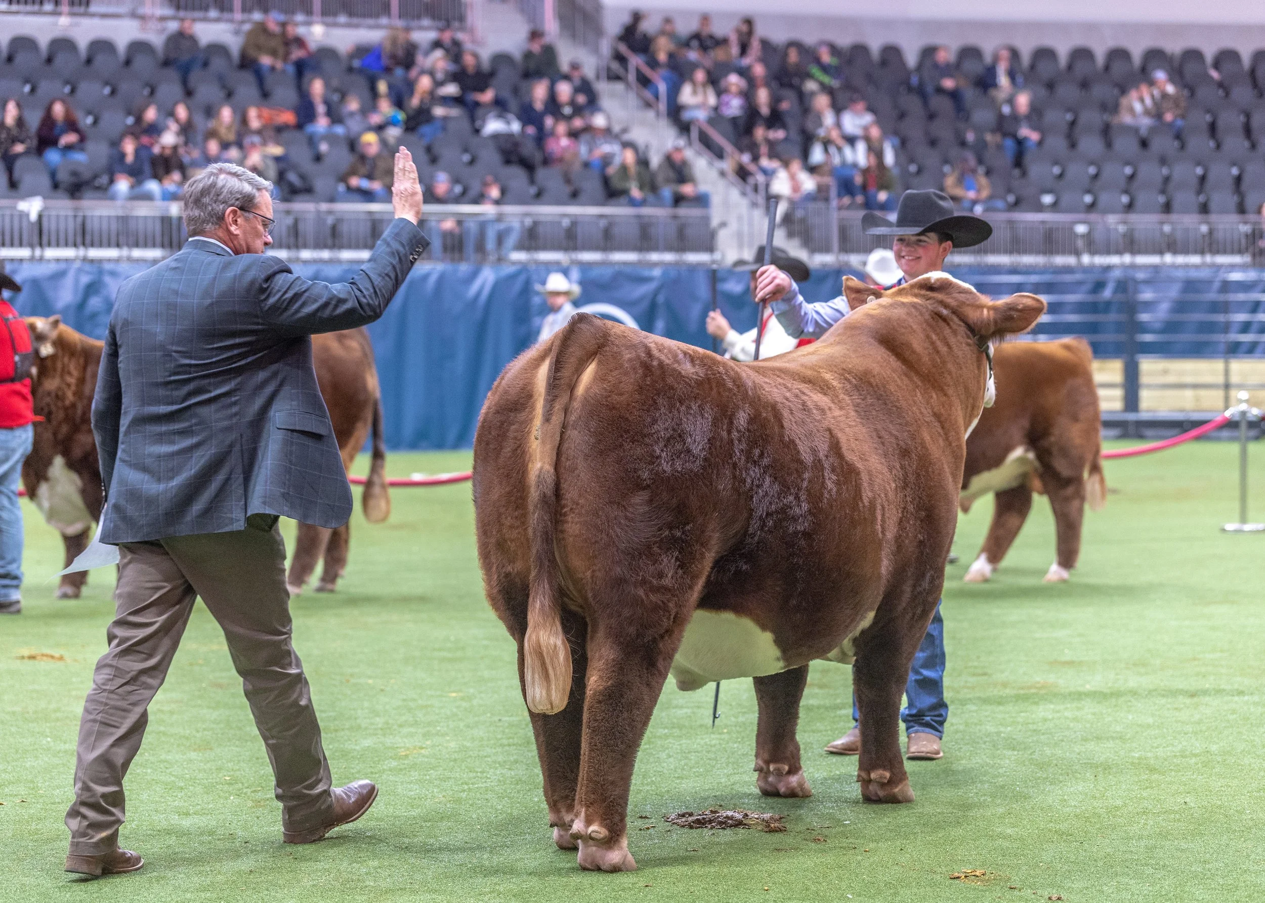 C SHR 2111 Tohono 4130 - Reserve Champion Polled Hereford Bull, 2026 NWSS
