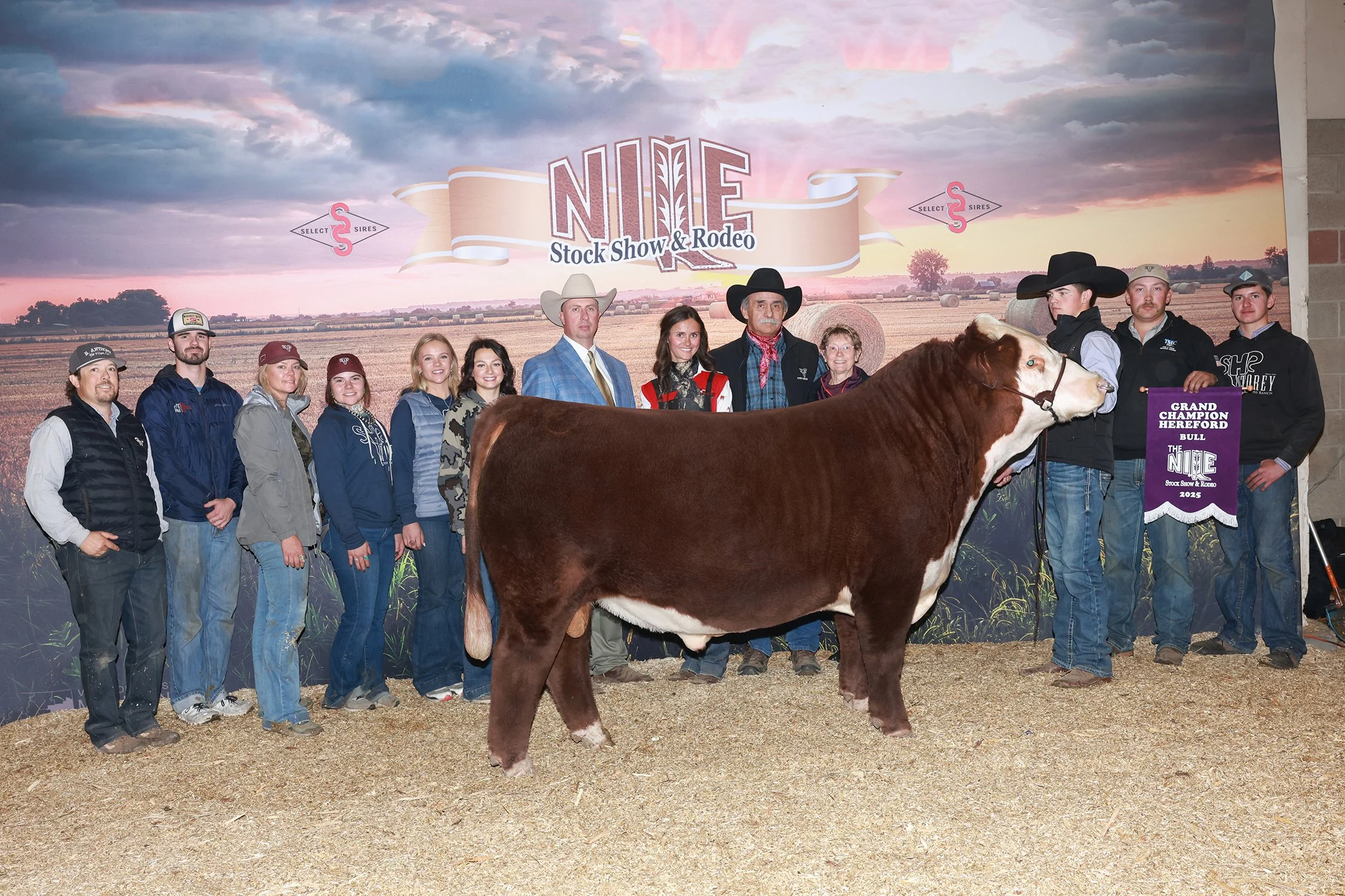C SHR 2111 Tohono 4130 - Champion Polled Hereford Bull, 2025 NILE