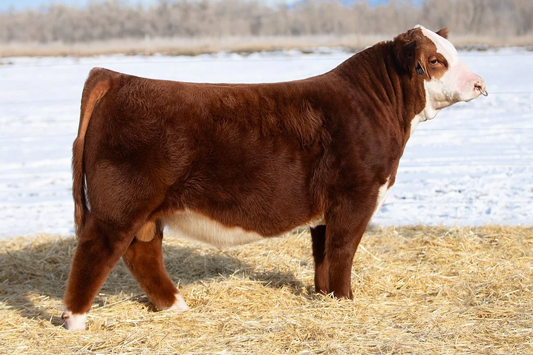 SHR 5129C Reign Maker 5103 ET   Polled •   Reg# 44686106   • BD 2/9/25   C Reign Maker 3210 ET x Sull Diana 5129C ET