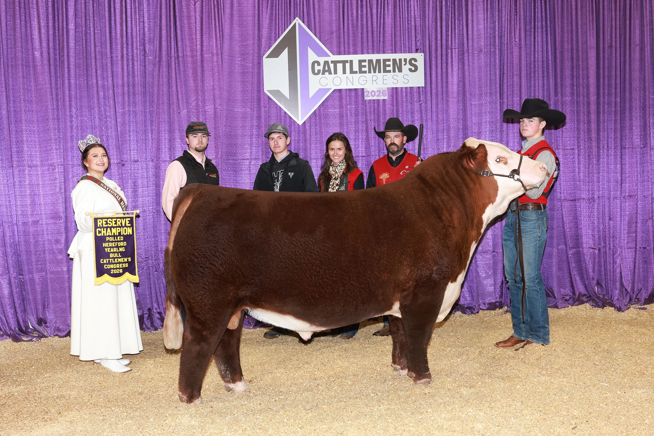 C SHR 2111 Tohono 4130 - Reserve Division Yearling Polled Hereford Bull, 2026 Cattlemen's Congress
