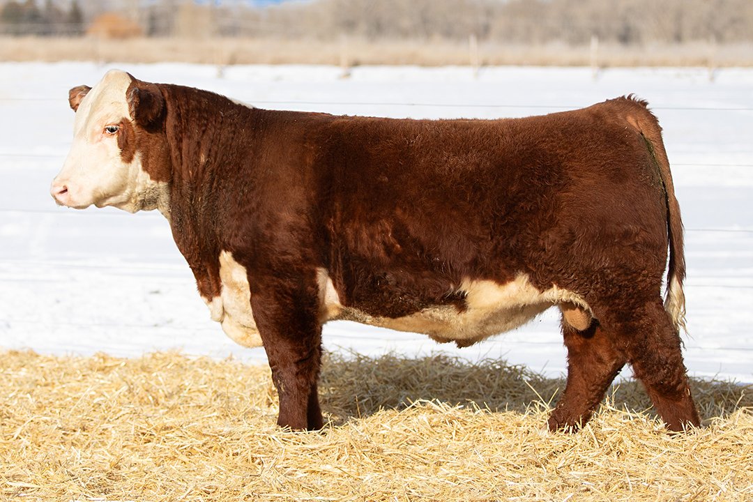 SHR 9047 Ridge 5108   Polled •   Reg# 44691887   • BD 2/13/25   NJW 66C 254G Ridge 185J x SHR 5129C 513ET Diana 9047     View Video  