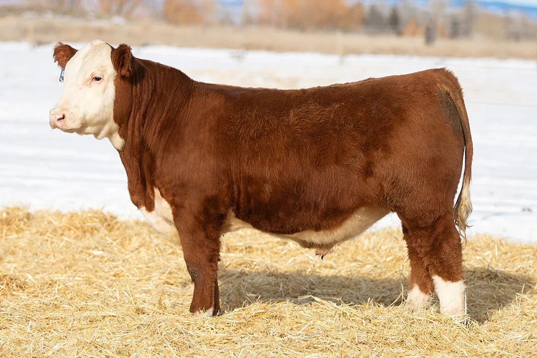 SHR 3096 Manhattan 5111   Polled •   Reg# 44682797   • BD 2/13/25   Land SHR Manhattan 2029ET x SHR Diana 3096 ET     View Video  