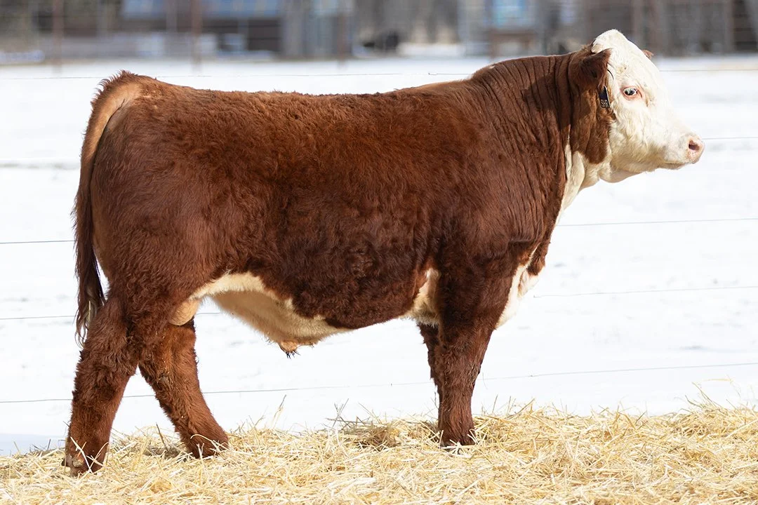 SHR 3042 Rancher 5035   Polled •   Reg# 44693452   • BD 1/22/25   KJ F31 Rancher 763K x SHR 0068 Ms Sonora 3042     View Video  