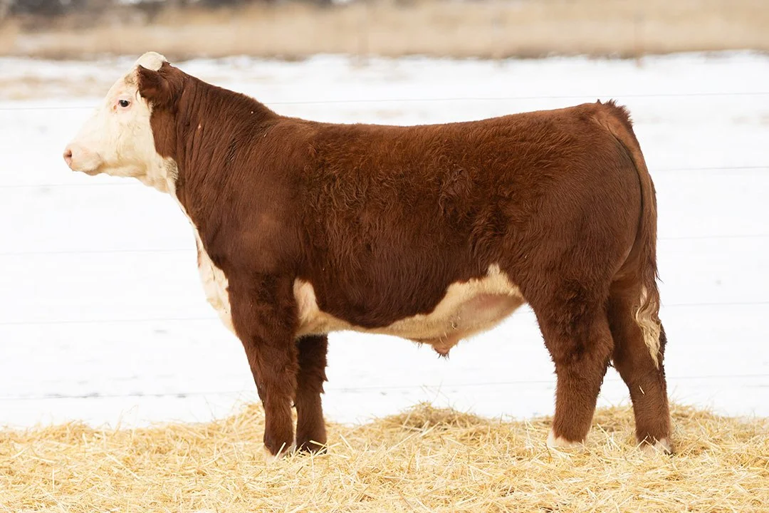 SHR 3141 Manhattan 5044   Polled •   Reg# 44690861   • BD 1/23/25   Land SHR Manhattan 2029ET x SHR Remis Revenge 3141     View Video  