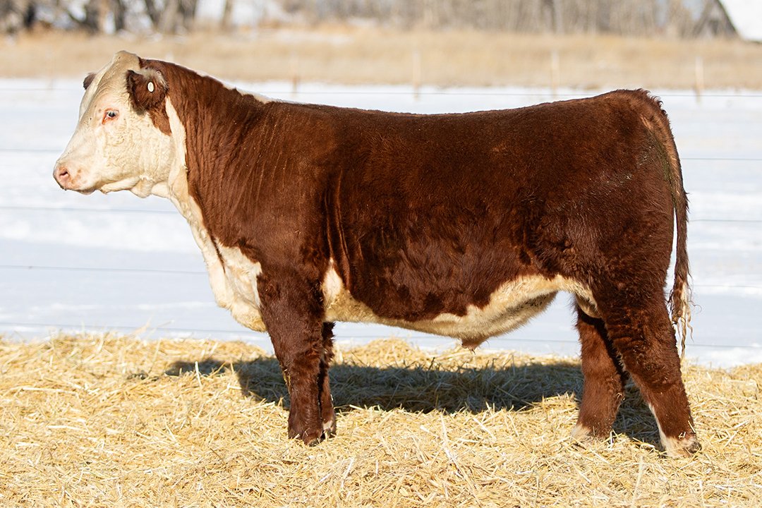 SHR 9078 Levitate 5026   Polled •   Reg# 44693424   • BD 1/20/25   CRR 971 Levitate 142 x SHR 5064 Ms Stock 9078 ET     View Video  