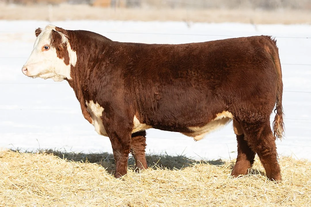 SHR 1085 Sherman 5010   Polled •   Reg# 44690644   • BD 1/16/25   Churchill W4 Sherman 2157K x SHR 9116 Diana 8031 1085     View Video  