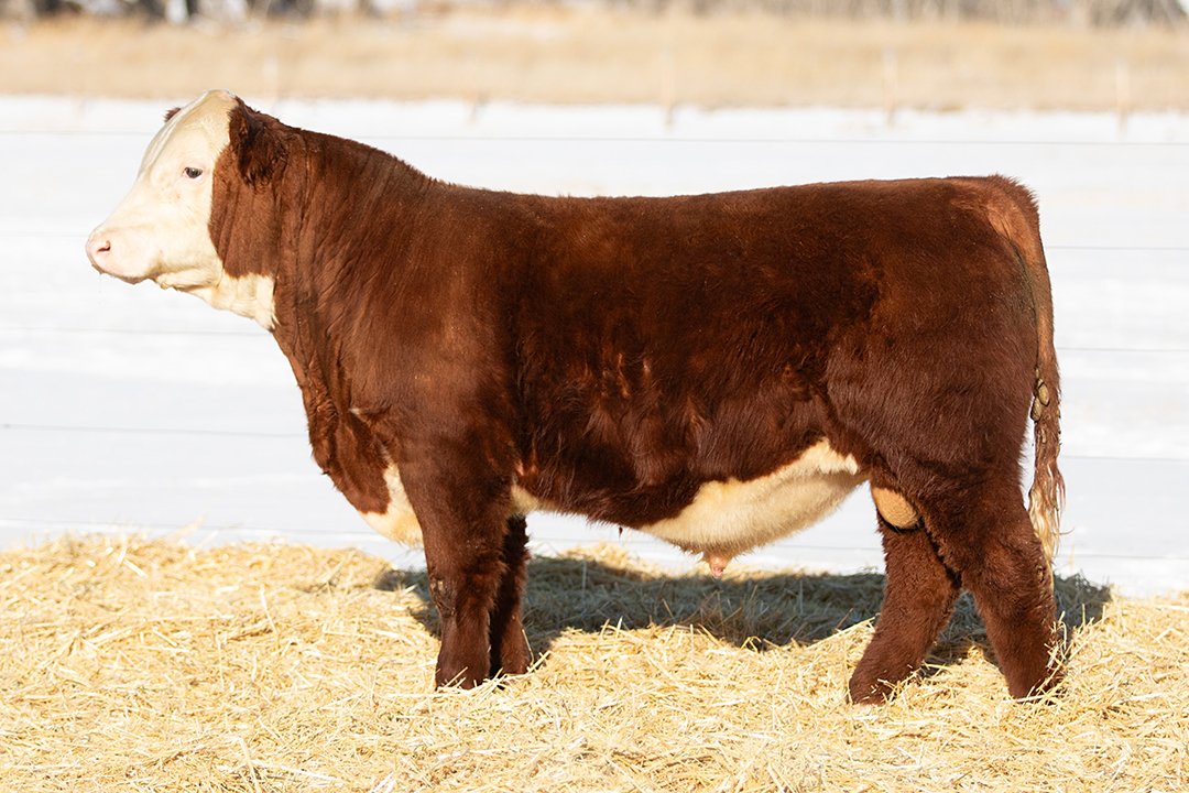 SHR 9047 Reign Maker 5064 ET   Polled •   Reg# 44700949   • BD 1/26/25   C Reign Maker 3210 ET x SHR 5129C 513ET Diana 9047     View Video  