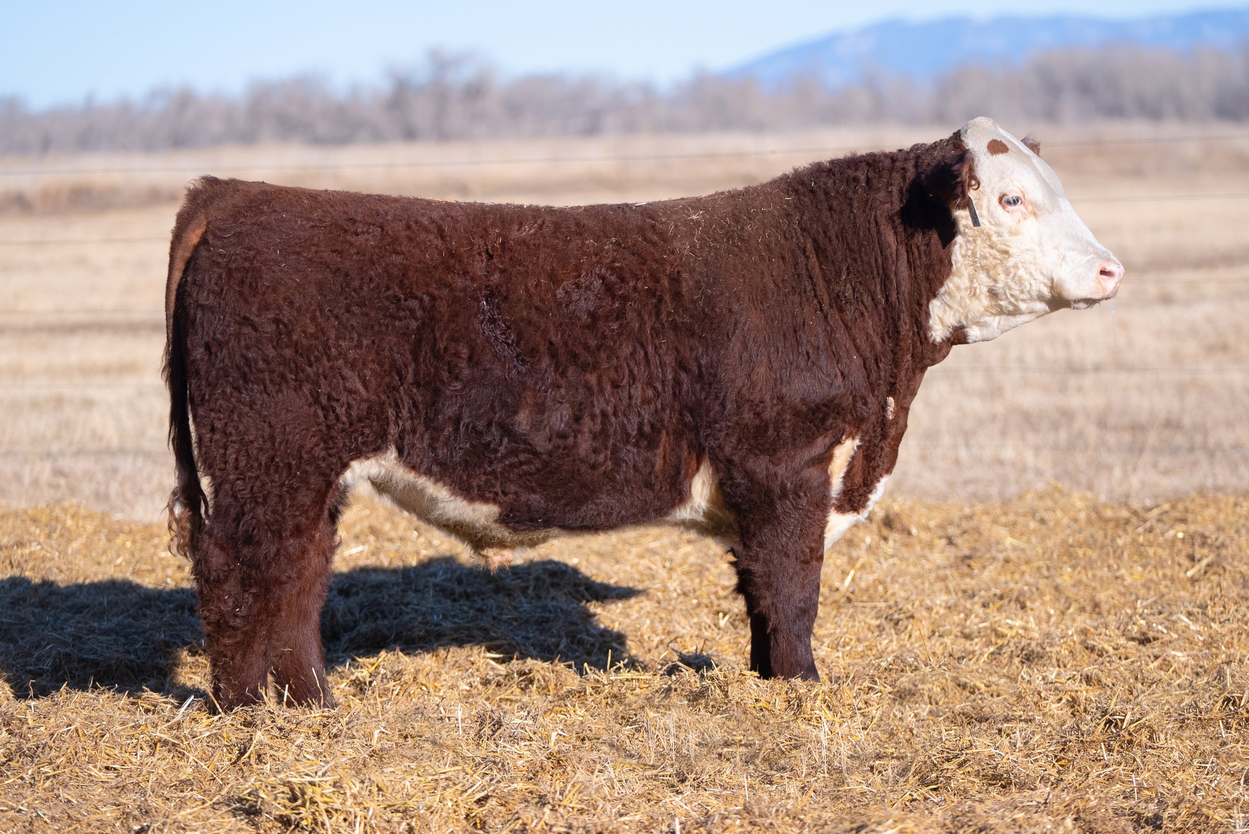SHR 0081 Paramount 3064 - SOLD Polled • • BD 1/15/23 SHR Miss Legacy 33B 0081 x SHR 9047 Diana 1080