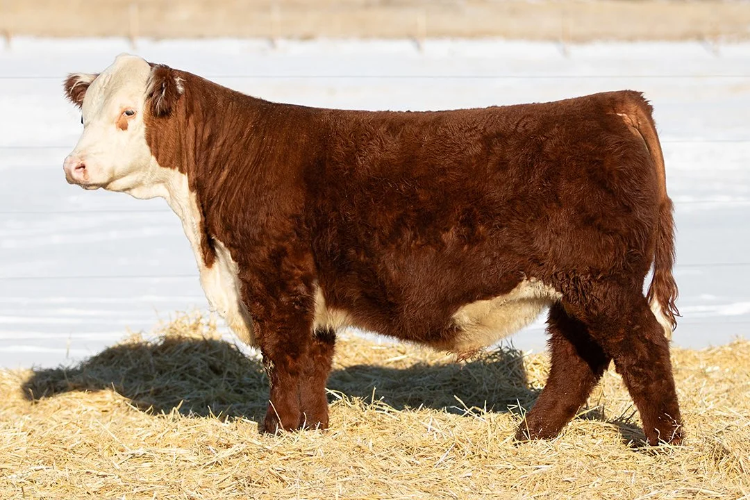 SHR 1025 Paramount 5154   Polled •   Reg# 44682799   • BD 4/5/25   SHR 2044 Paramount 0068 ET x SHR 8002 Ms Rogue 1025     View Video  