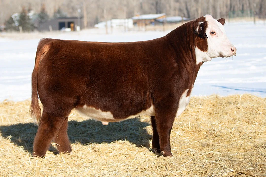 SHR 3034 Empire 5021   Polled •   Reg# 44682795   • BD 1/19/25   Land SHR Manhattan 2029ET x SHR 1136J Ms Mindful 3034