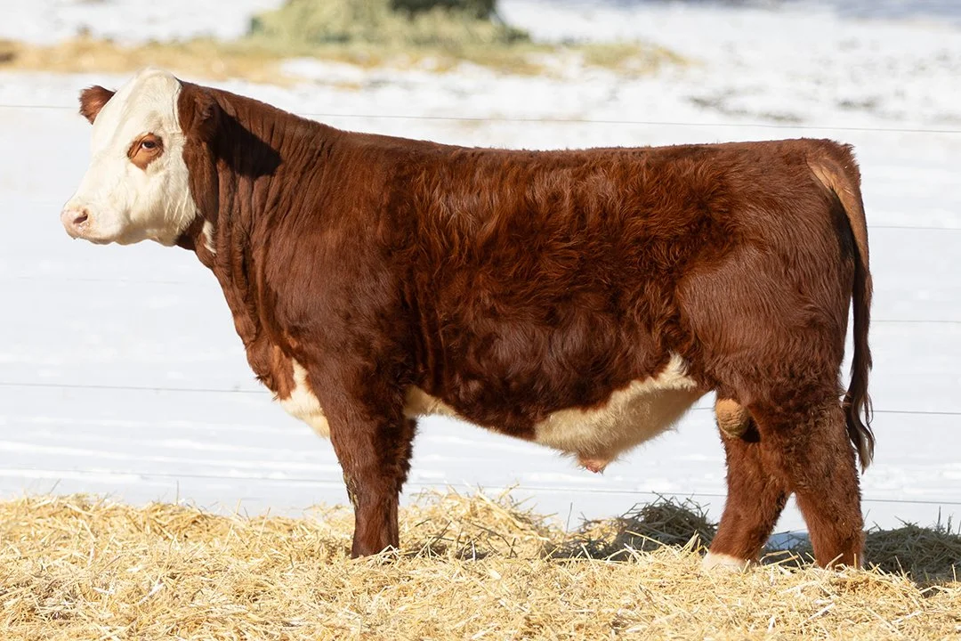 SHR 5129C Reign Maker 5100 ET   Polled •   Reg# 44700947   • BD 2/7/25   C Reign Maker 3210 ET x Sull Diana 5129C ET     View Video  