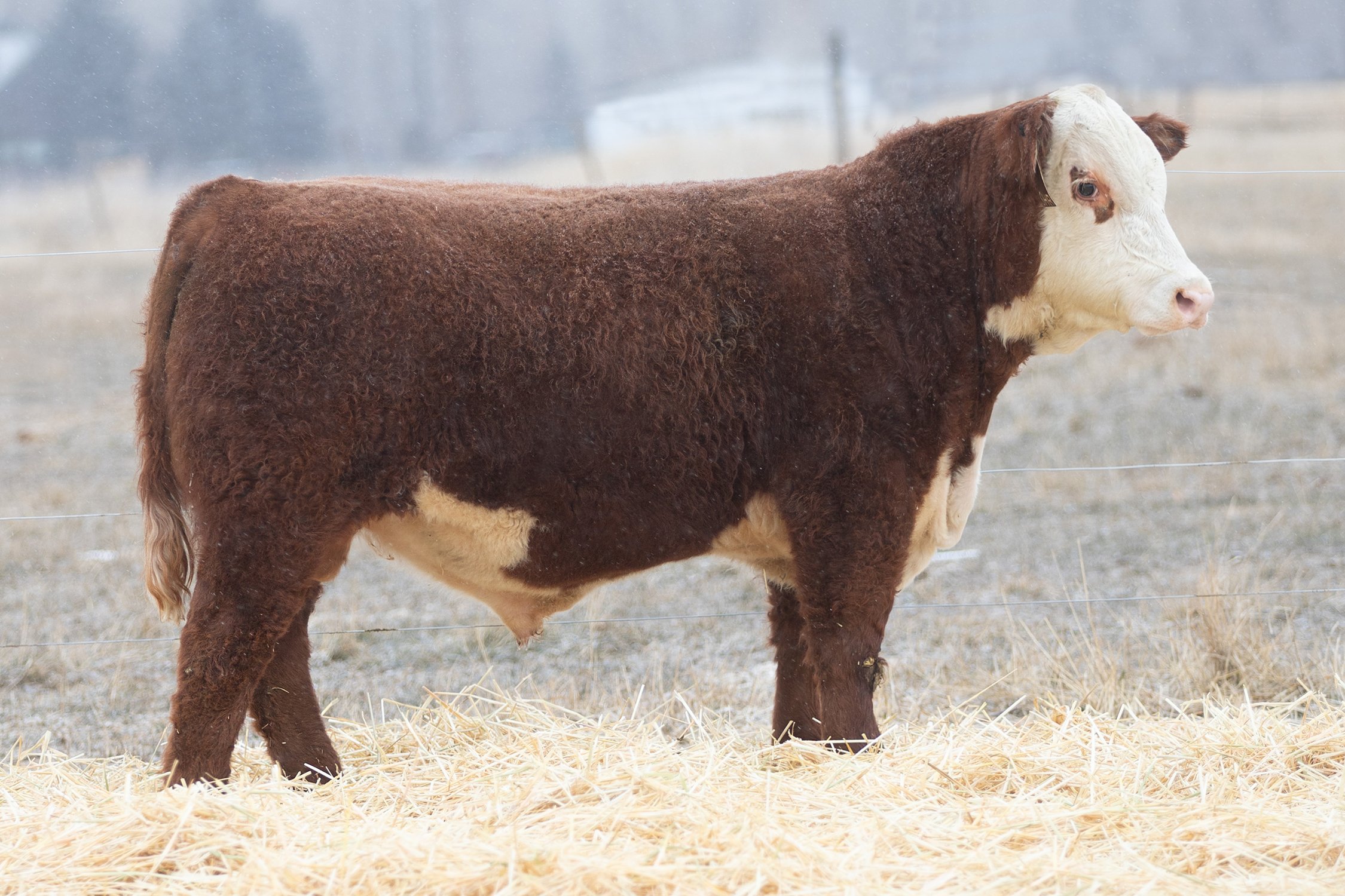 SHR 2096 Manhattan 4090 - SOLD Polled • Reg# 44586175 • BD 2/19/24 Land SHR Manhattan 2029ET x SHR 99931 Ms Laramie 2096