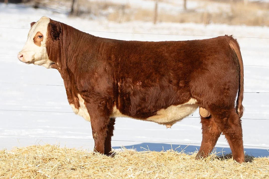 SHR 5129C Paramount 5110 - SOLD   Polled •   Reg# 44691888   • BD 2/13/25   SHR 2044 Paramount 0068 ET x Sull Diana 5129C ET     View Video  