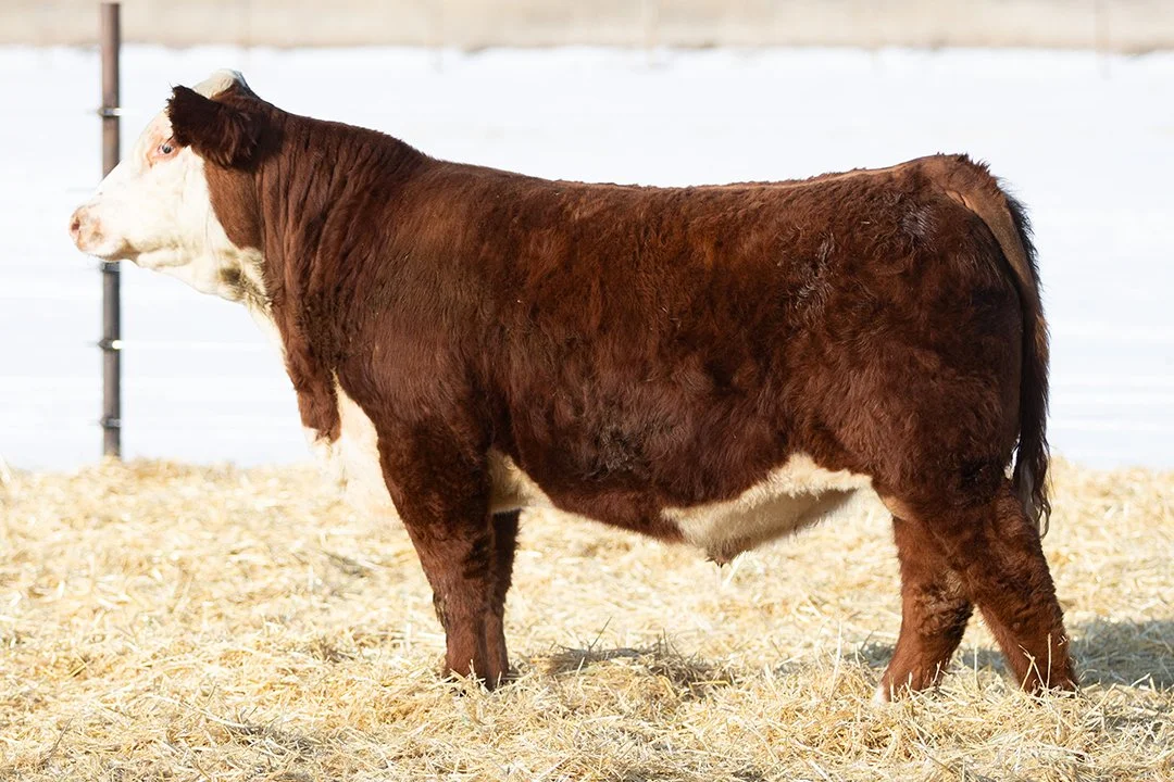 SHR 1039 Ridge 5112   Polled •   Reg# 44691889   • BD 2/14/25   NJW 66C 254G Ridge 185J x SHR 5001 Ms High Roller 1039     View Video  