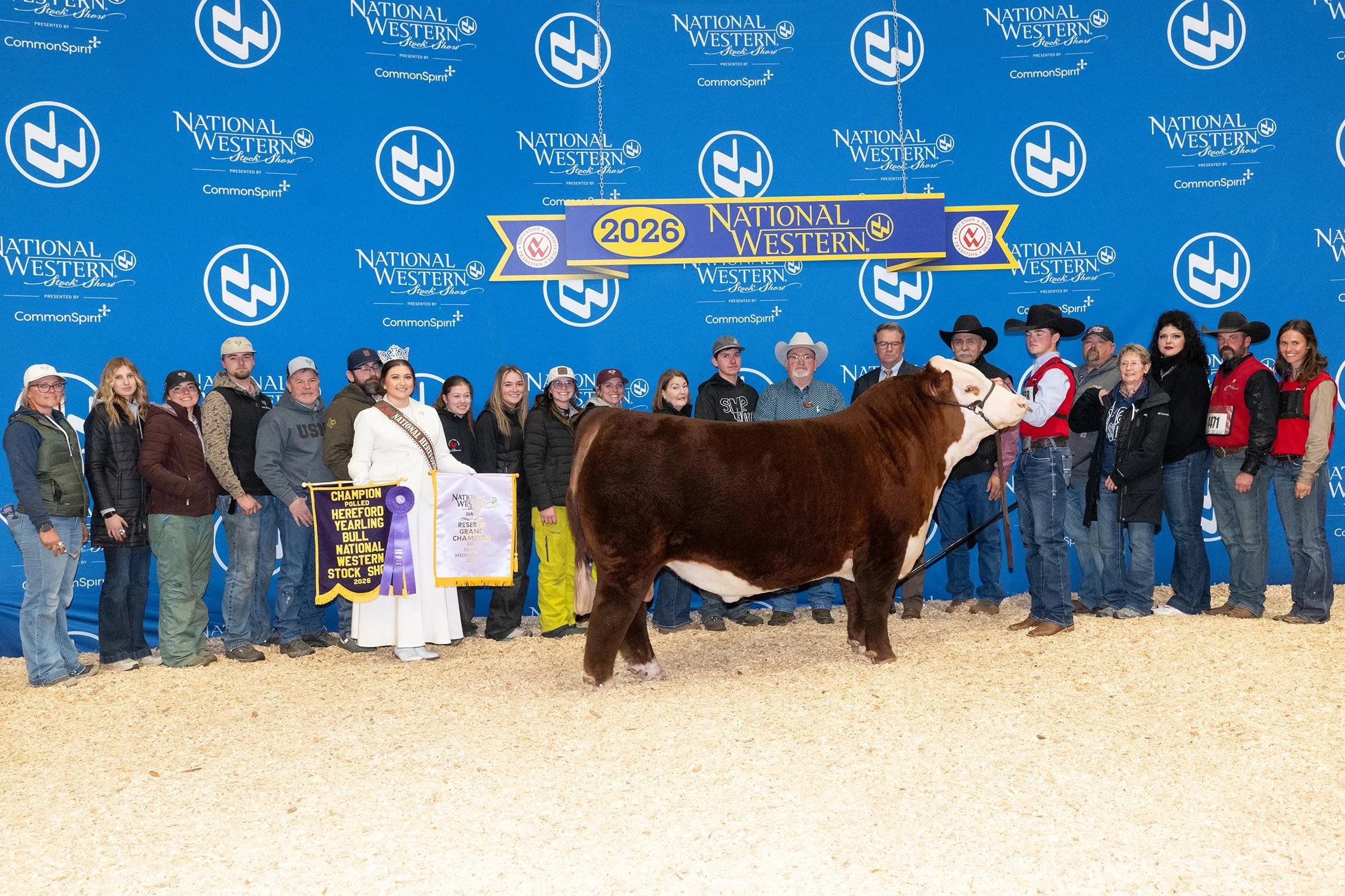C SHR 2111 Tohono 4130 - Reserve Champion Polled Hereford Bull, 2026 NWSS
