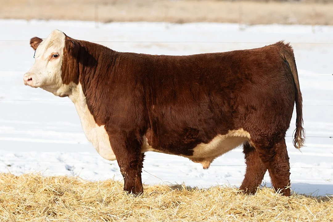 SHR 6018 Sherman 5054   Polled •   Reg# 44686614   • BD 1/24/25   Churchill W4 Sherman 2157K x SHR 0118 243 Miss Sonora 6018     View Video  