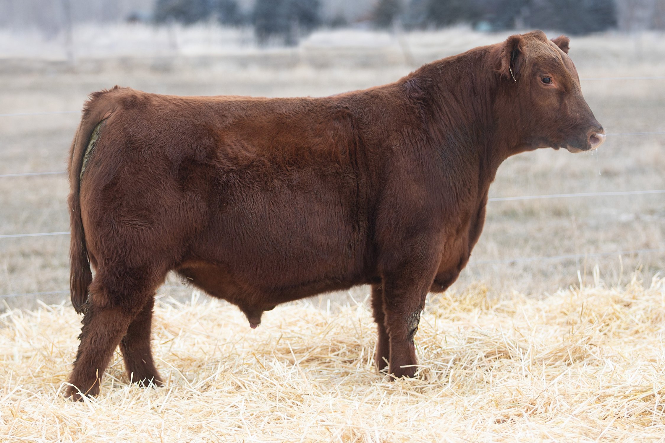 Commercial Red Angus Polled • Reg# Commercial • BD 1/22/24 STRA Ranch Hand 2010 x Red Angus
