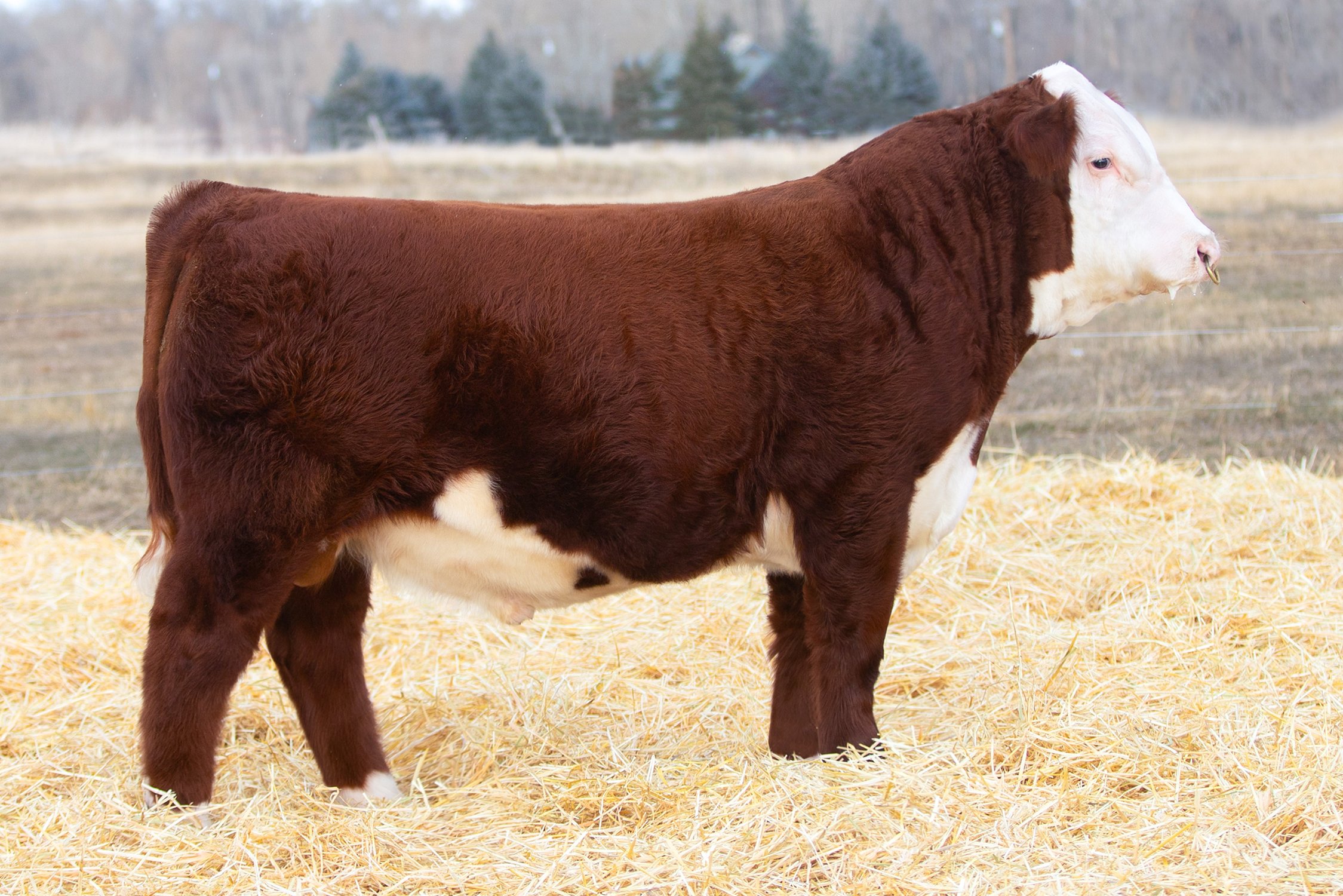 SHR 0126 Gambino 4002 - SOLD Polled • Reg# 44585937 • BD 1/9/24 Land SHR Manhattan 2029ET x SHR 5129C Diana 33B 0126