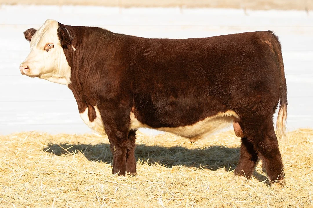 SHR 7117E Broadway 5011 - SOLD   Polled •   Reg# 44693426   • BD 1/17/25   Churchill Broadway 858F x BCC Rihanna 7117E     View Video  