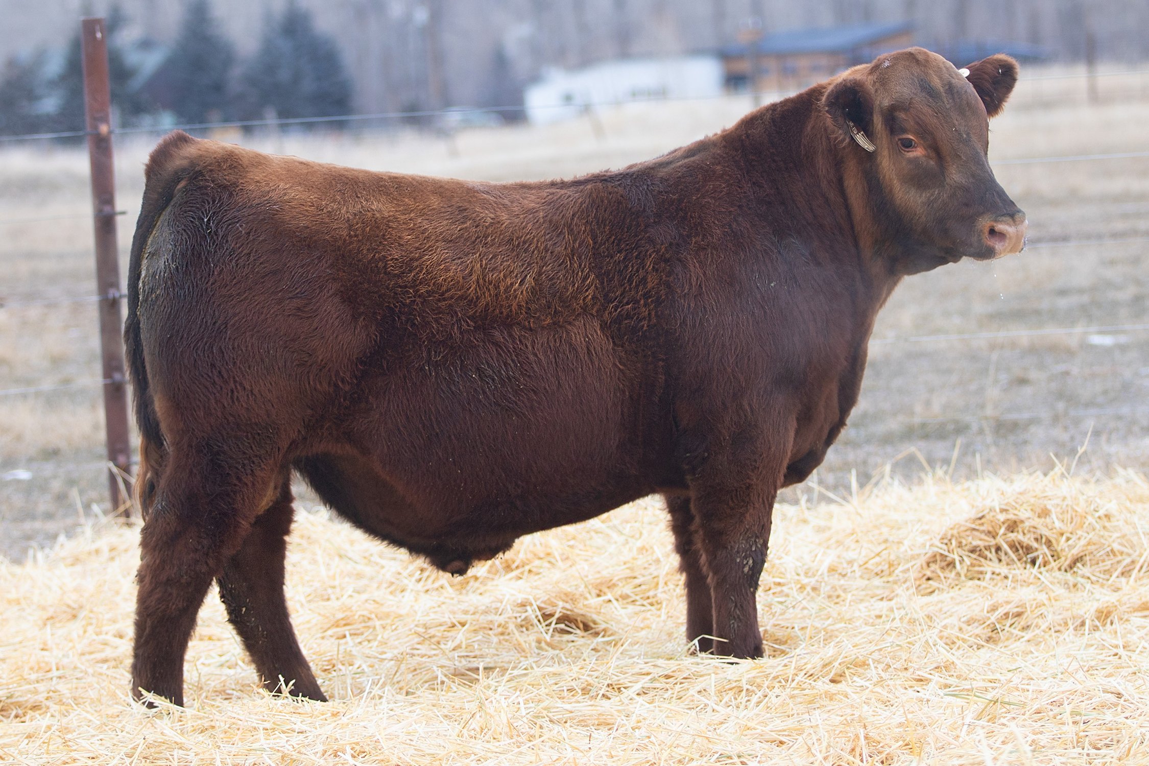 Commercial Red Angus Polled • Reg# Commercial • BD 1/12/24 Bieber CL Energize F121 x Red Angus