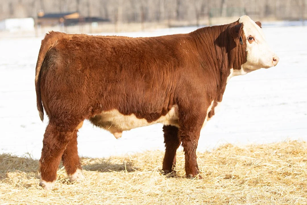 SHR 3036 Manhattan 5033   Polled •   Reg# 44690835   • BD 1/22/25   Land SHR Manhattan 2029ET x SHR 36E Melanias Revenge 3036     View Video  