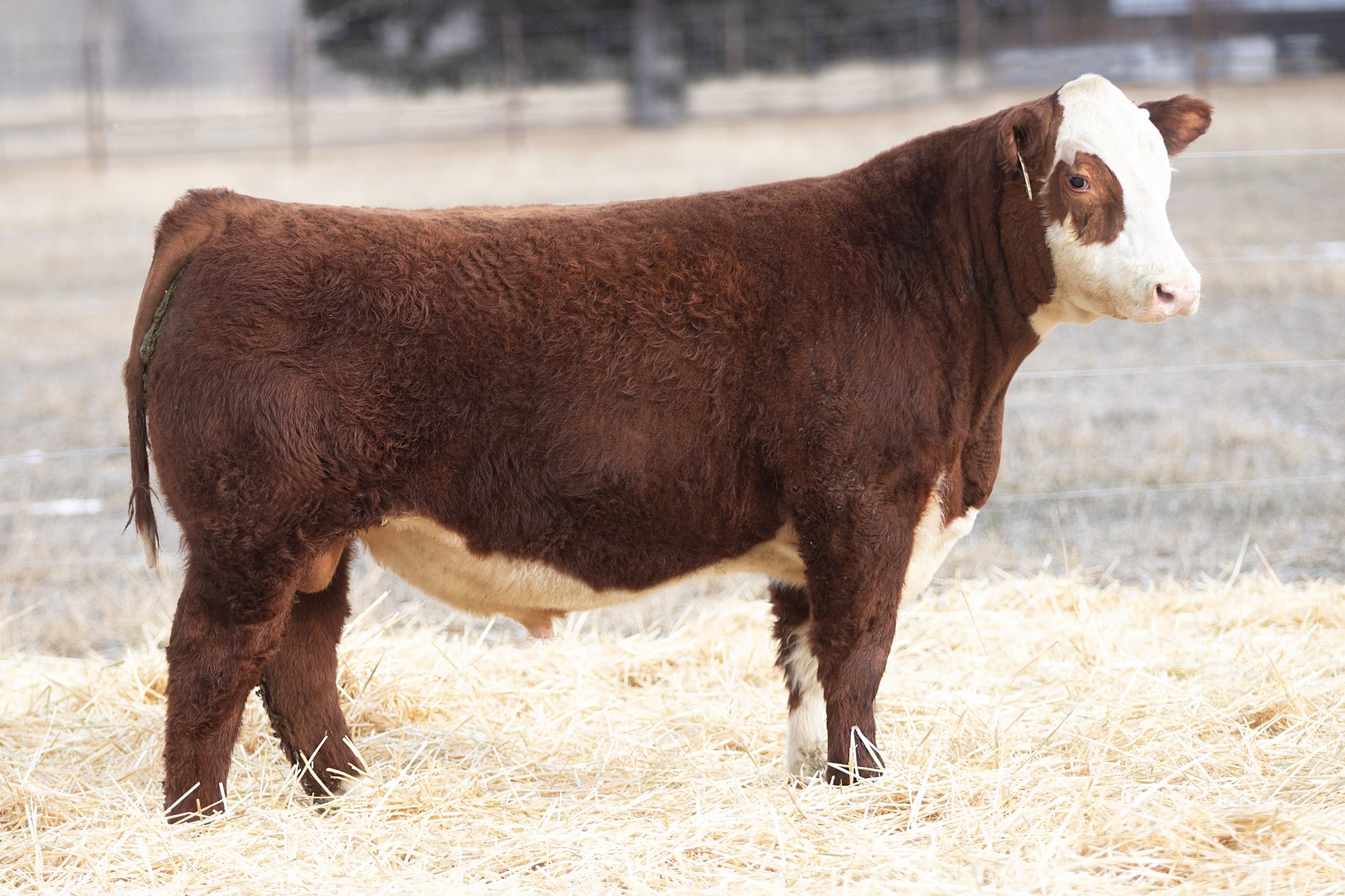 SHR 1080 Manhattan 4049 - SOLD Polled • Reg# 44586103 • BD 1/23/24 Land SHR Manhattan 2029ET x SHR 9047 Diana 1080