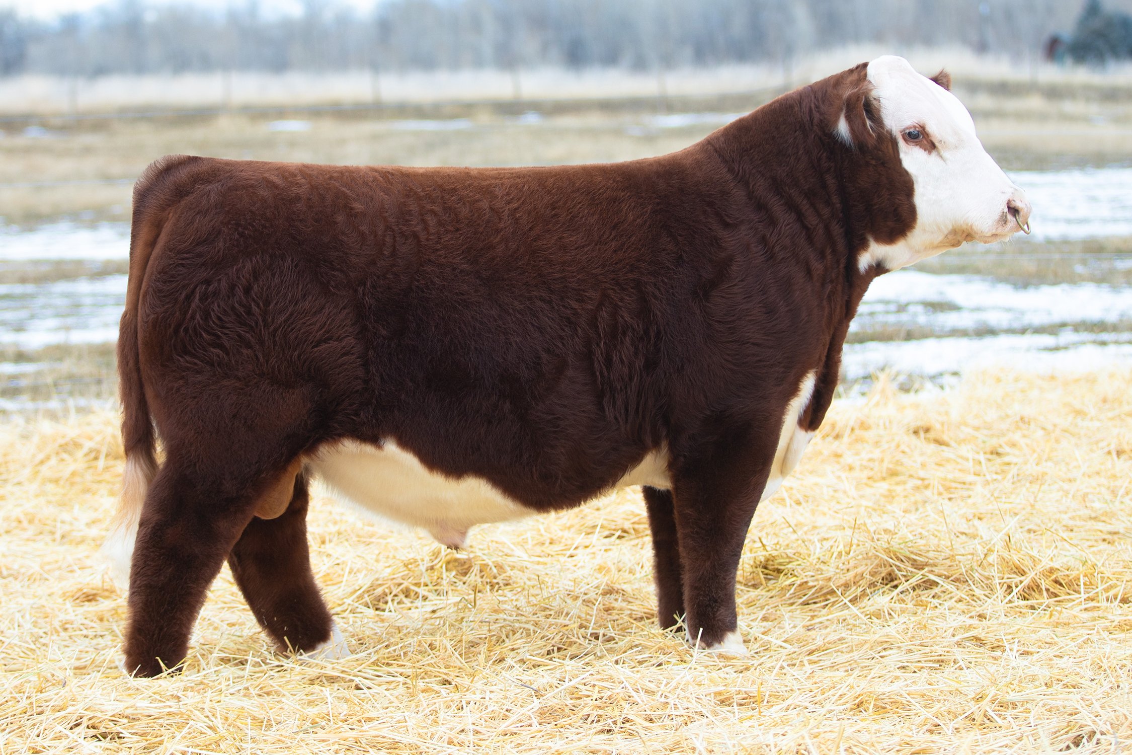 SHR 8083 Oculus 4061 - SOLD Polled • Reg# 44585950 • BD 1/27/24 Land SHR Manhattan 2029ET x SHR 6008 002 Ms Mindful 8083