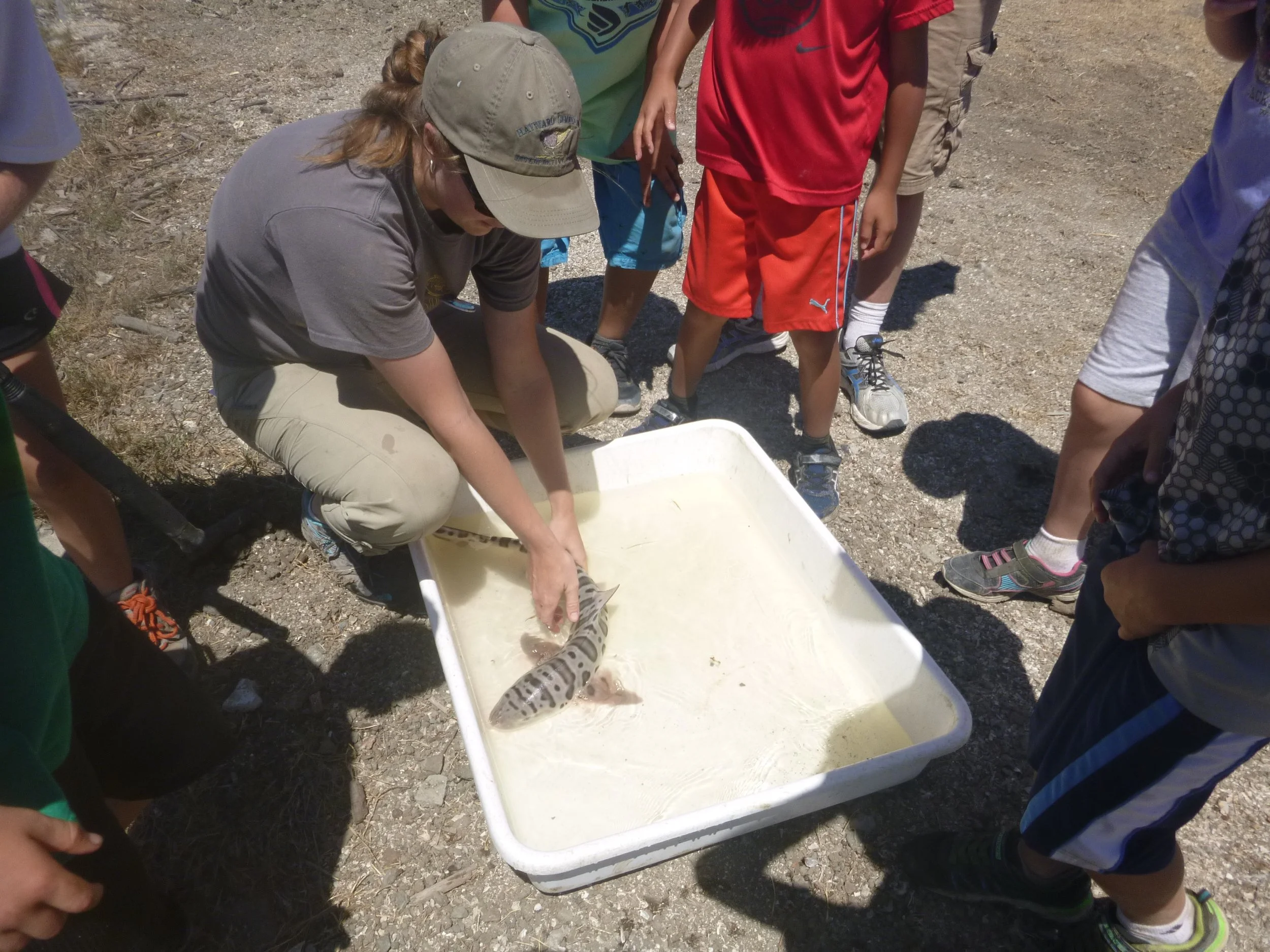 HSIC Fishing Camp catches a leopard shark, 2013